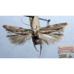 /filer/webapps/moths/media/images/G/griseotincta_Pseudotelphusa_HT_TMSA.jpg