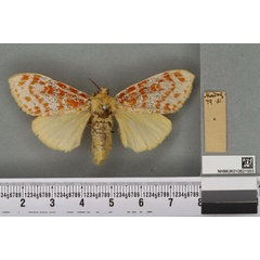 /filer/webapps/moths/media/images/G/gentilis_Dasychira_HT_BMNHa.jpg