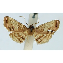 /filer/webapps/moths/media/images/D/disjuncta_Rhodoneura_AF_TMSA.jpg