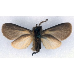 /filer/webapps/moths/media/images/P/pamela_Metarctia_HT_BMNH_02.jpg