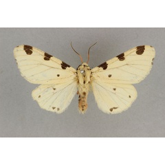 /filer/webapps/moths/media/images/T/thomensis_Disparctia_AM_BMNH.jpg