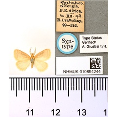 /filer/webapps/moths/media/images/R/rufopallens_Macroplectra_ST_BMNH_01.jpg