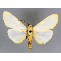 /filer/webapps/moths/media/images/L/lacteata_Acantharctia_HT_BMNH.jpg
