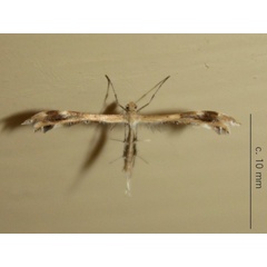 /filer/webapps/moths/media/images/L/leucodactylus_Megalorhipidia_A_Sydes.jpeg