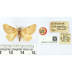 /filer/webapps/moths/media/images/O/ochreata_Euphiusa_HT_BMNH.jpg