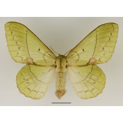 /filer/webapps/moths/media/images/L/lambourni_Trabala_AF_Basquin_01.jpg