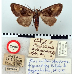 /filer/webapps/moths/media/images/A/amaranta_Euplexia_HT_BMNH.jpg