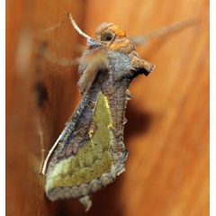 /filer/webapps/moths/media/images/O/orichalcea_Trichoplusia_A_Voaden.jpg