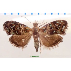 /filer/webapps/moths/media/images/C/cornua_Tebenna_PTM_Bippus.jpg