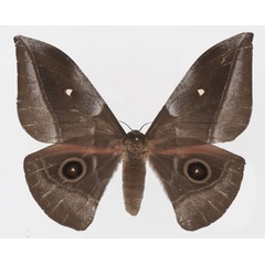 /filer/webapps/moths/media/images/J/jamesoni_Gonimbrasia_AF_Basquin.jpg