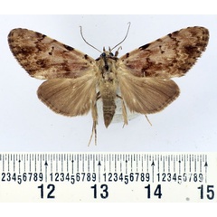 /filer/webapps/moths/media/images/B/basipunctum_Eudrapa_AF_BMNH.jpg