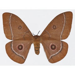 /filer/webapps/moths/media/images/G/gabonica_Bunaeopsis_AF_Basquina.jpg
