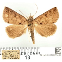 /filer/webapps/moths/media/images/S/scissa_Pantydia_AM_BMNH_01.jpg
