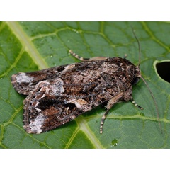 /filer/webapps/moths/media/images/M/mauritia_Spodoptera_A_Mazzei_01.jpg