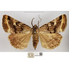 /filer/webapps/moths/media/images/L/leucostigmata_Cytothymia_AF_NHMUK.jpg