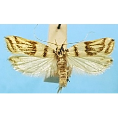 /filer/webapps/moths/media/images/O/obliquella_Idiopteryx_AM_TMSA.jpg