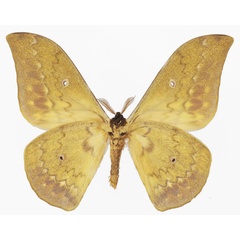 /filer/webapps/moths/media/images/O/orientalis_Aurivillius_AM_Basquinb.jpg