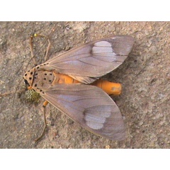 /filer/webapps/moths/media/images/B/brunnea_Amerila_A_Guyonnet.jpg