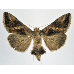 /filer/webapps/moths/media/images/A/acuta_Chrysodeixis_AM_NHMO.jpg