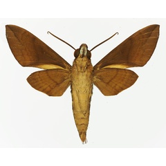 /filer/webapps/moths/media/images/M/maculosa_Nephele_AM_Basquin_02b.jpg