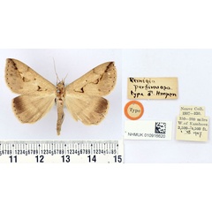 /filer/webapps/moths/media/images/P/persinuosa_Remigia_HT_BMNH.jpg