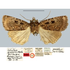 /filer/webapps/moths/media/images/S/spinosa_Ochropleura_HT_MNHNa.jpg
