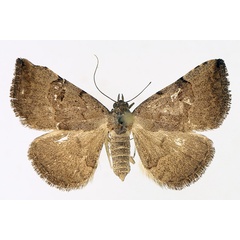 /filer/webapps/moths/media/images/A/arctinotata_Plecoptera_AF_TMSA_01.jpg