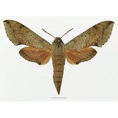 /filer/webapps/moths/media/images/M/moorei_Hippotion_AF_Basquin_01a.jpg