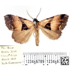 /filer/webapps/moths/media/images/H/hayesi_Marcipalina_AM_BMNH.jpg