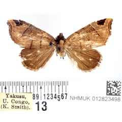 /filer/webapps/moths/media/images/U/umbrosa_Marcipalina_AF_BMNH.jpg