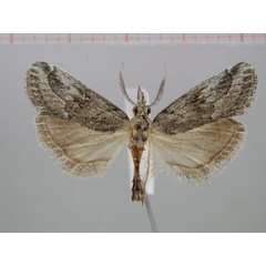 /filer/webapps/moths/media/images/B/brandbergensis_Hypotia_AM_ZMHB.jpg