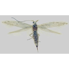 /filer/webapps/moths/media/images/S/spatulifera_Coleophora_PTF_MfN.jpg