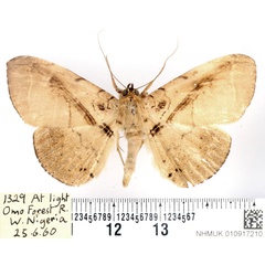 /filer/webapps/moths/media/images/P/polita_Gorua_AM_BMNH.jpg