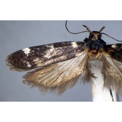 /filer/webapps/moths/media/images/I/infricta_Mometa_HT_BMNH.jpg