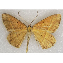 /filer/webapps/moths/media/images/A/argenteomaculata_Melinoessa_AM_ZSMb.jpg