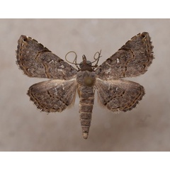 /filer/webapps/moths/media/images/M/moestalis_Rhesala_A_Butler_02.jpg