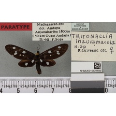 /filer/webapps/moths/media/images/I/inauramacula_Tritonaclia_PT_BMNHa.jpg