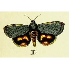 /filer/webapps/moths/media/images/P/puera_Hyblaea_Cramer2_103_D.jpg