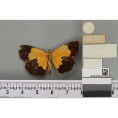 /filer/webapps/moths/media/images/M/melanura_Arctiopais_HT_BMNHb.jpg
