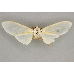 /filer/webapps/moths/media/images/N/niveivitrea_Amerila_AM_BMNH.jpg