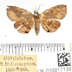 /filer/webapps/moths/media/images/O/opisthenops_Gracilodes_AM_BMNH.jpg