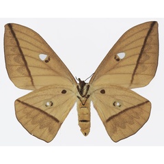 /filer/webapps/moths/media/images/A/acetes_Lobobunaea_AF_Basquinb.jpg