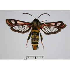 /filer/webapps/moths/media/images/C/candescens_Monopetalotaxis_AF_Bartsch.jpg
