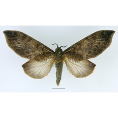 /filer/webapps/moths/media/images/F/forficulatus_Gastroplakaeis_AF_Basquin_01.jpg