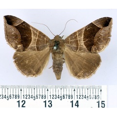 /filer/webapps/moths/media/images/C/conjunctura_Bastilla_AM_BMNH.jpg
