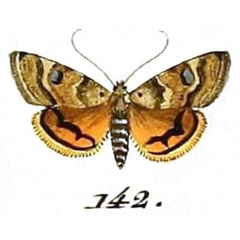 /filer/webapps/moths/media/images/F/floralis_Pyralis_HT_Hubner_22-142.jpg