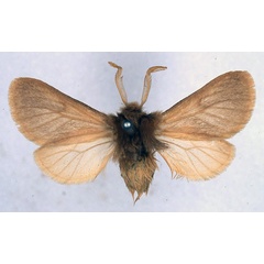 /filer/webapps/moths/media/images/P/pallida_Automolis_HT_BMNH_01.jpg