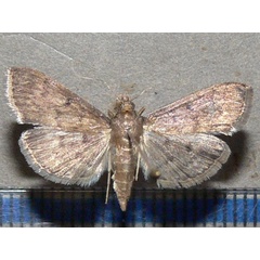 /filer/webapps/moths/media/images/P/phaeopteralis_Herpetogramma_AF_Goff_05.jpg