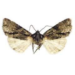 /filer/webapps/moths/media/images/H/hemileuca_Craniophora_PT_MSNM.jpg