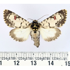 /filer/webapps/moths/media/images/C/cliens_Polytela_AF_BMNH_01.jpg